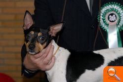 Un ejemplar de Ratonero Valenciano de Burriana se alza con el premio del Campeonato Canino de España - (foto 2)